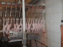 Купить машина ктбмаш отделения голов линии убоя птицы в Ижевске – цена завода, доставка до двери | RuOborudovanie.ru