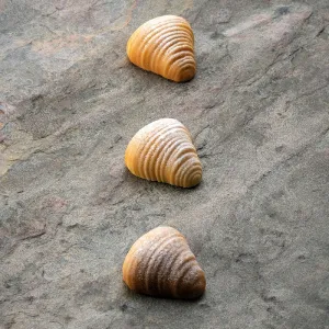 Форма силиконовая Pavoflex для пирож. 3D "Sfogliatella" 45Х43,5ММ H22Мм, 20мл, 30 ячеек, силикон Px4 – купить по цене завода